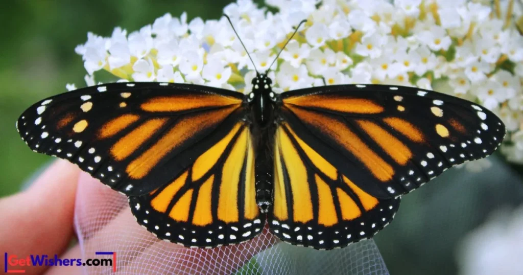 Trusting The Path Of Your Soul